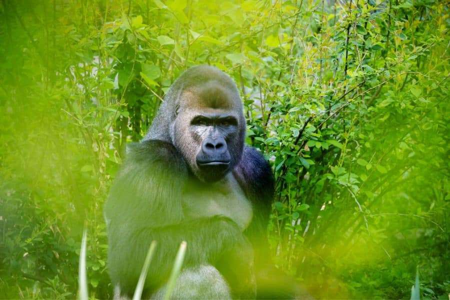 dream about gorilla
