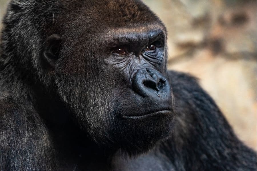 gorilla in dream meaning