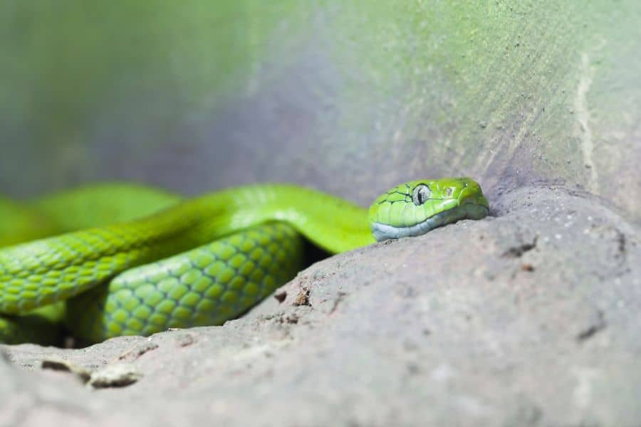 green snake in dream
