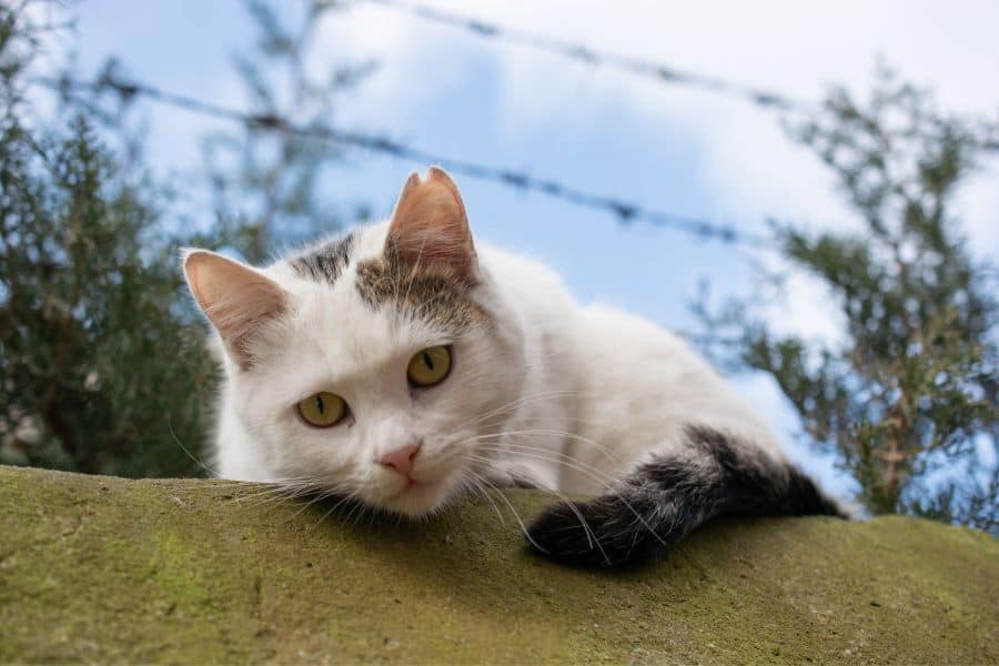 Common Scenarios of Dreams About Cats