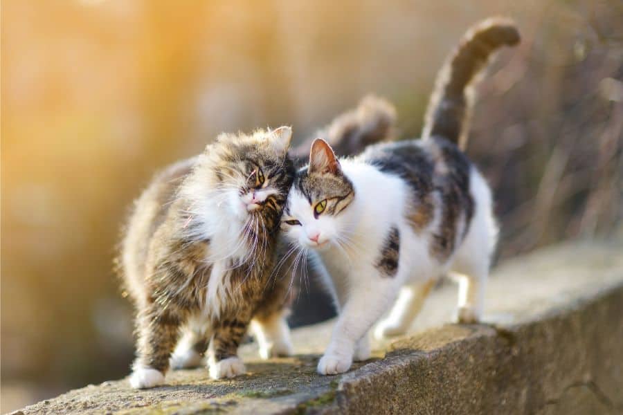 What Does It Mean to Dream About Cat