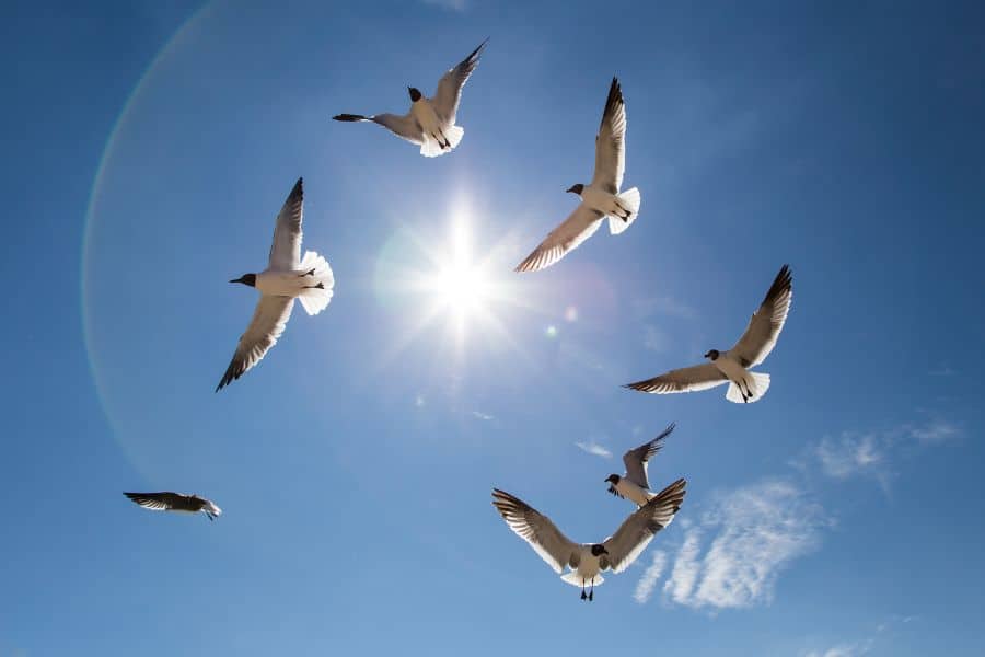 birds in dream meaning