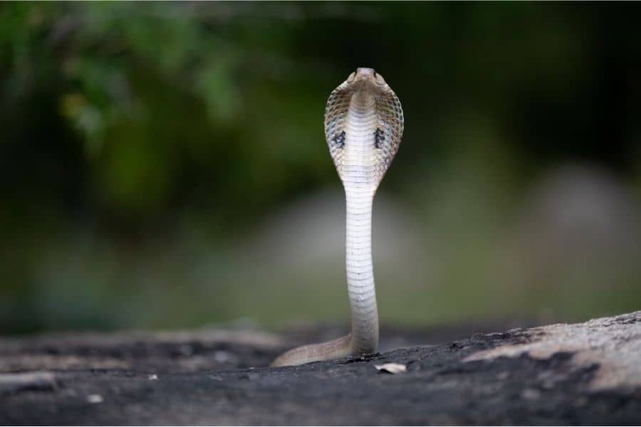 cobra in dream