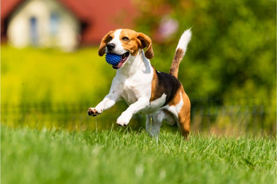 dog dream meaning