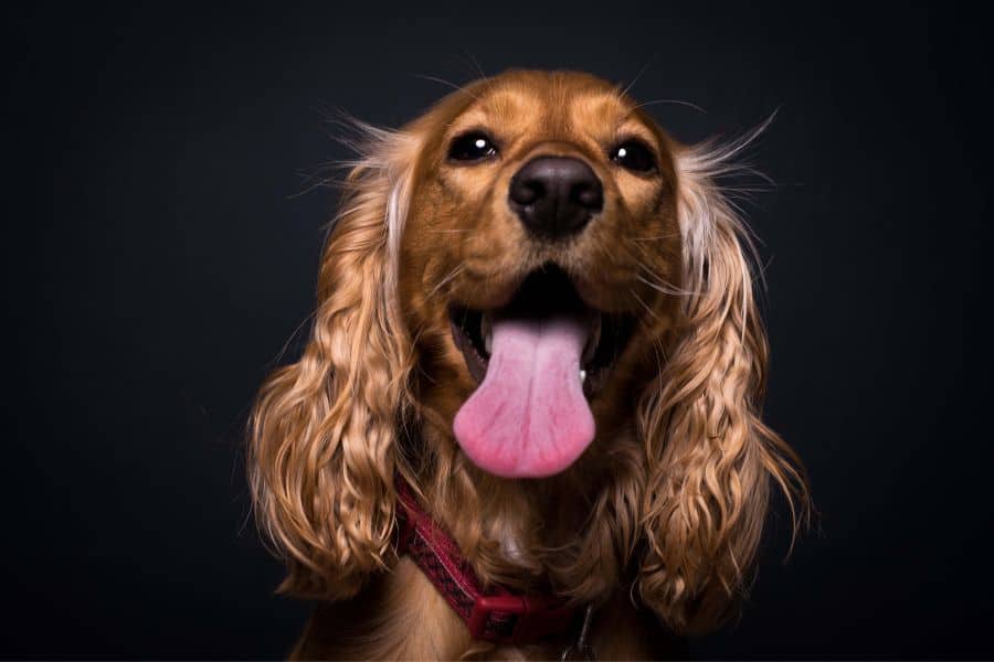 friendly dog dream meaning