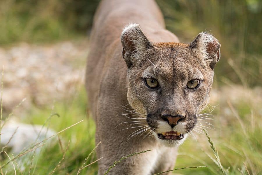 mountain lion dream meaning