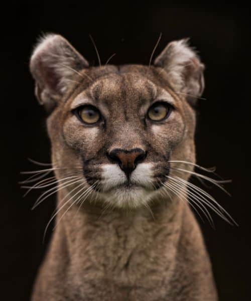 mountain lion in dream