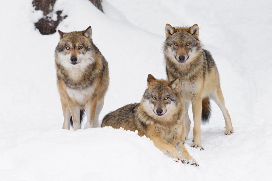 dream about wolves