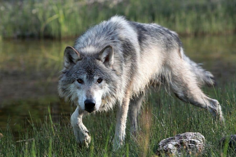 dreams about wolves attacking