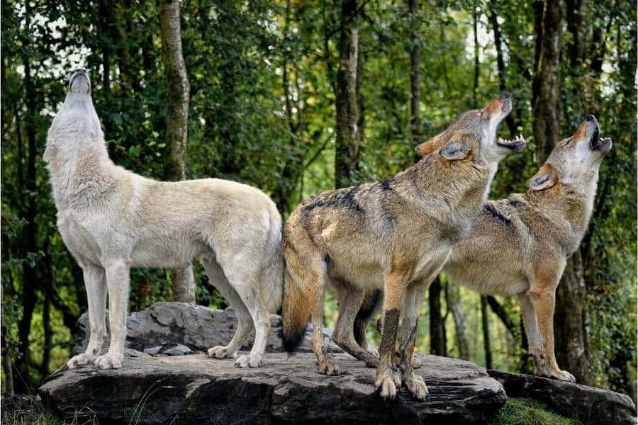 wolf dream meaning