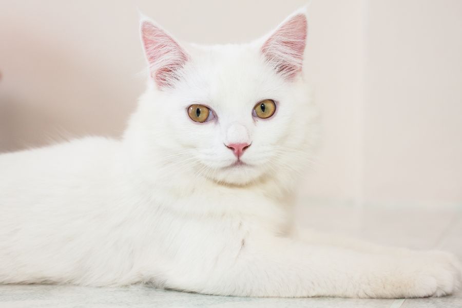dreaming of a white cat