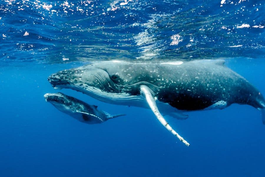 dream about whales