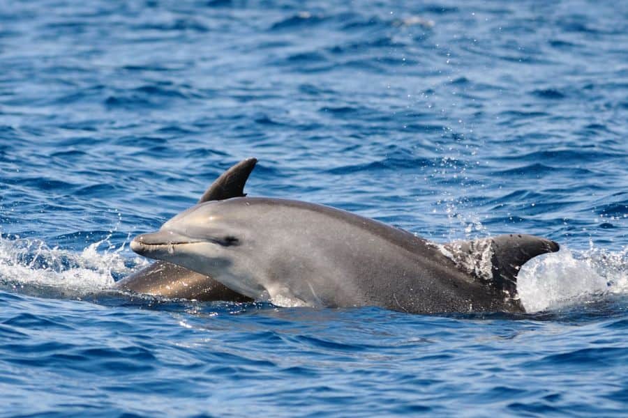 dream of dolphins