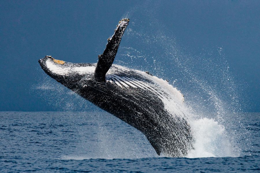 dreaming of whales
