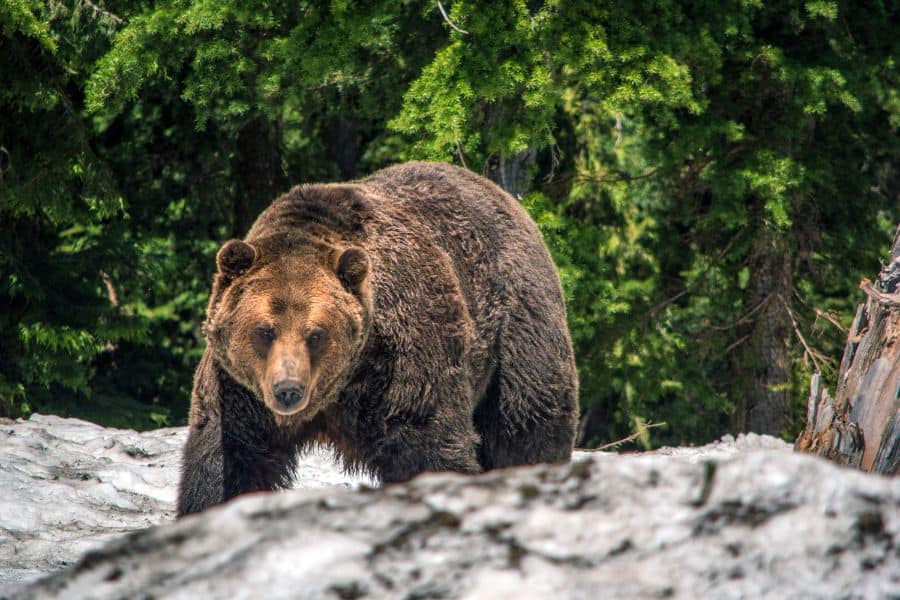 dream about bear attack