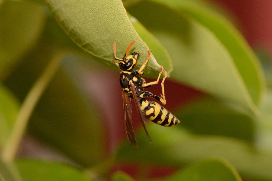 wasp dream