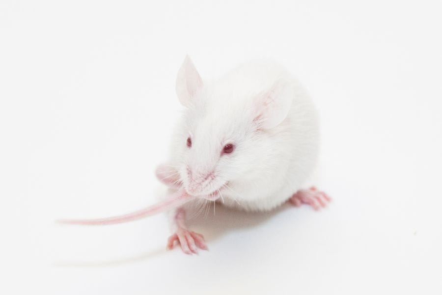 white mouse in dream