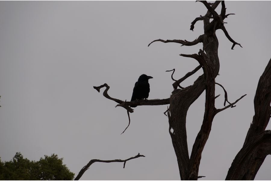 Crow in Dreams Meaning