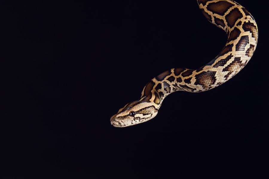 dream of python