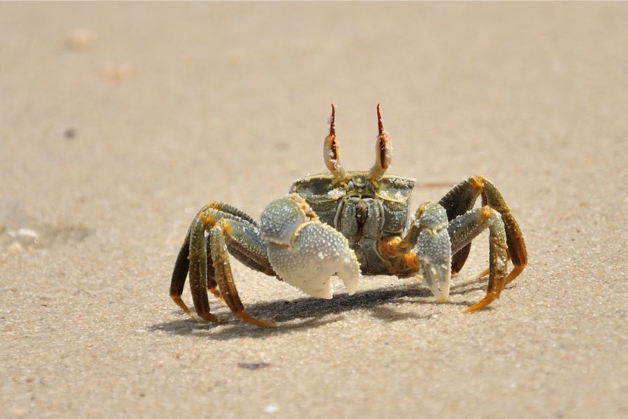 dreaming of crabs