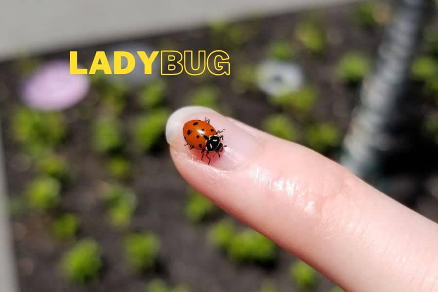 ladybug on finger