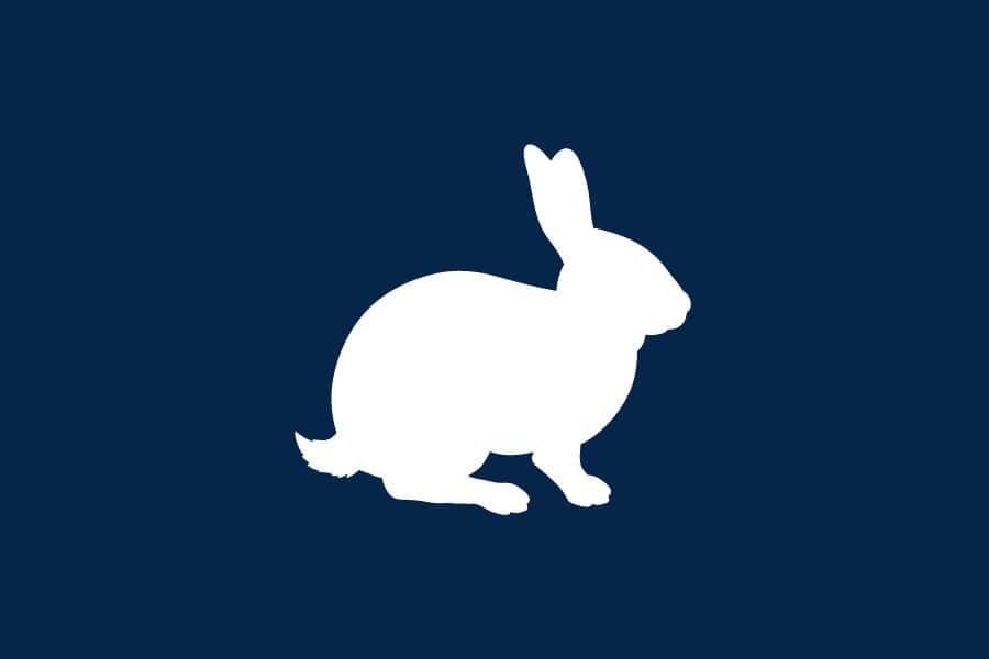 White Rabbit